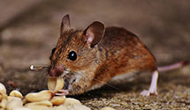 hotel-and-hospitality-pest-control Experts in Claremore